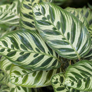 Calathea Moonlight in vaso da 14cm