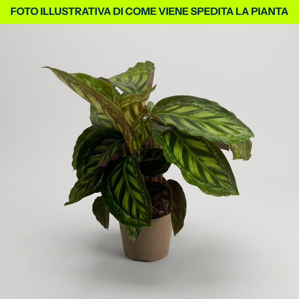 Calathea Moonlight in vaso da 14cm