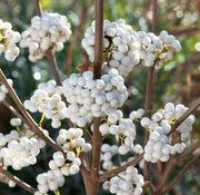 CALLICARPA BODINIERI MAGICAL VASO DA 18CM