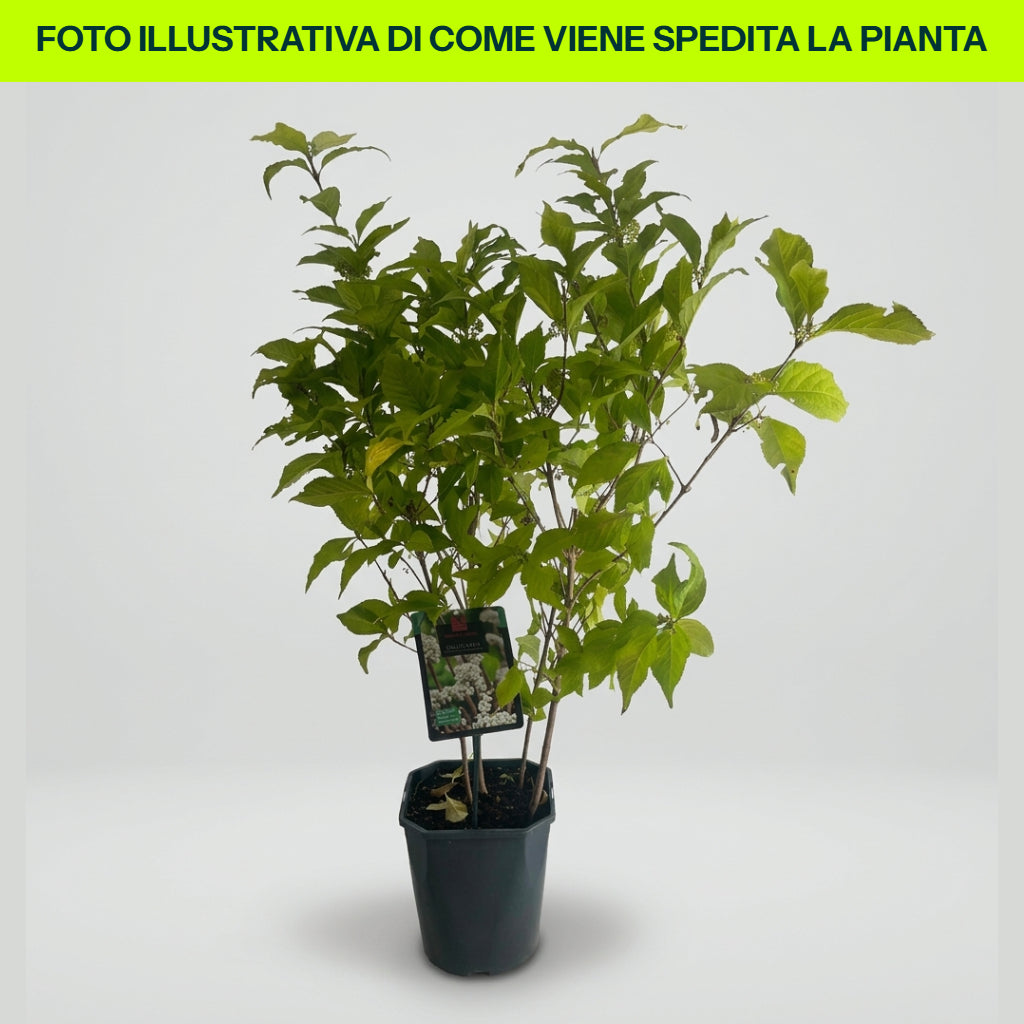 CALLICARPA BODINIERI MAGICAL VASO DA 18CM