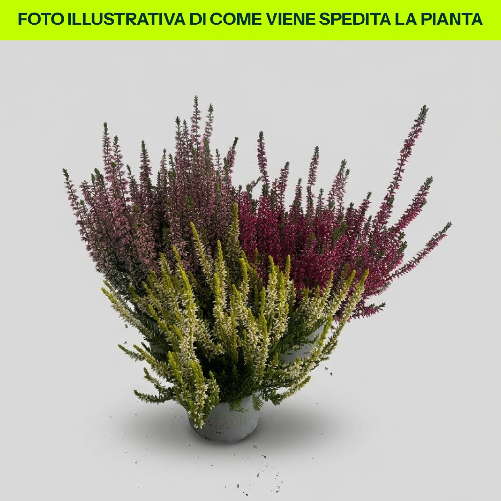 ERICA CALLUNA BEAUTY LADIES VASO