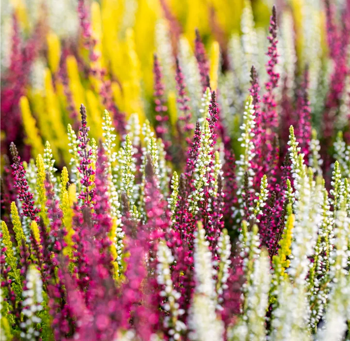 CALLUNA MOSAICA IN VASO DA 14CM