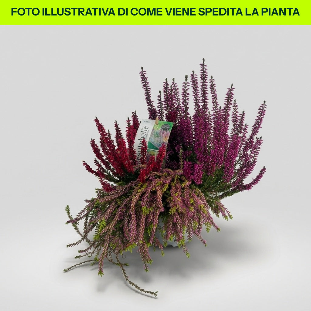 CALLUNA VULGARIS BEAUTY BELLE IN VASO DA 13CM