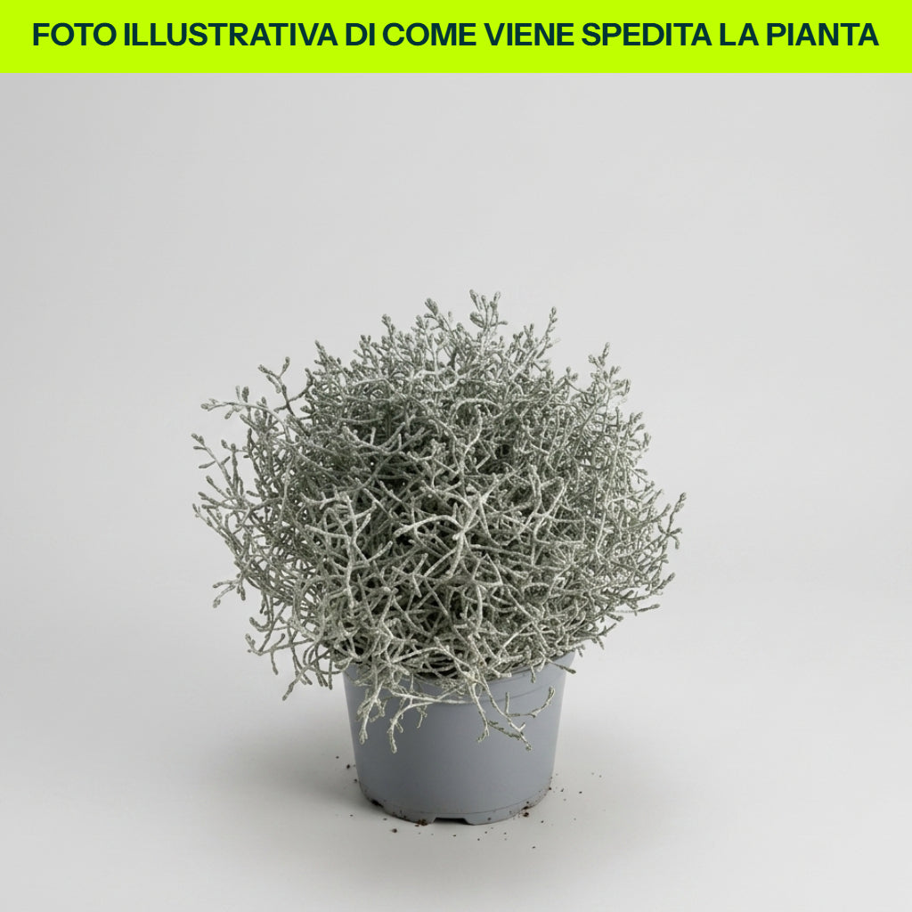 Vase aus Calocephalus brownii, 15 cm
