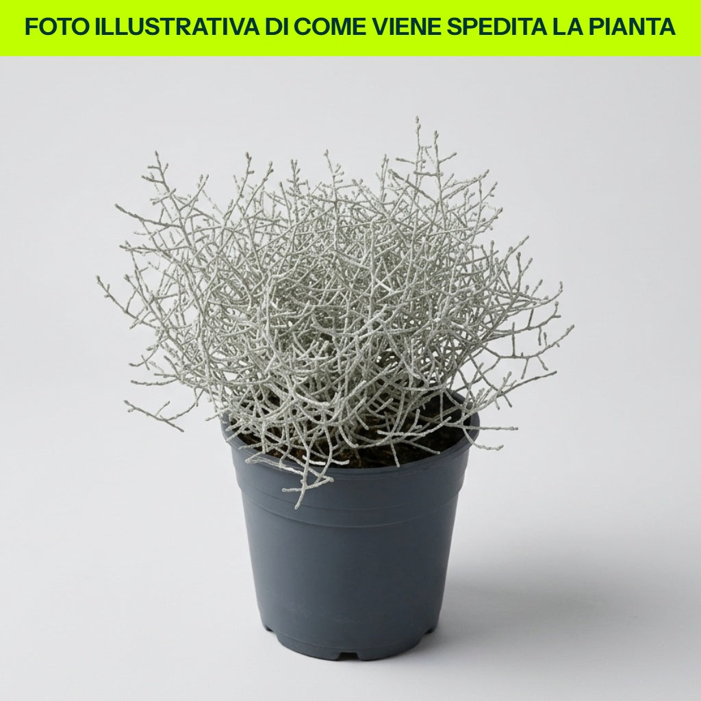 Vase Calocephalus brownii 15 cm