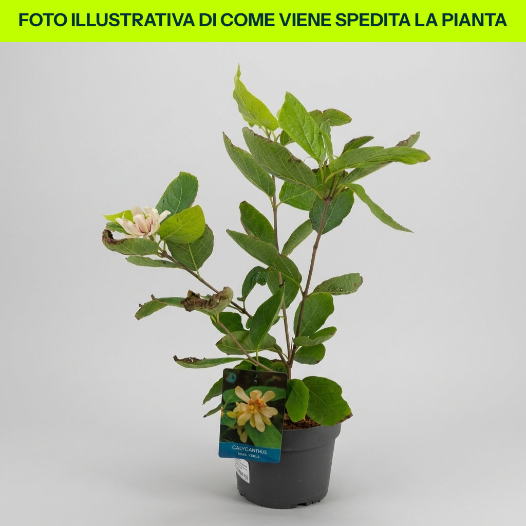 CALYCANTHUS VENUS POT DE 19 CM
