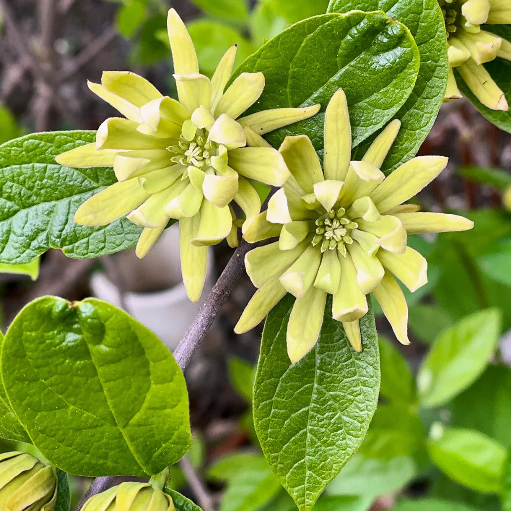 CALYCANTHUS ATHENS VASO 19CM