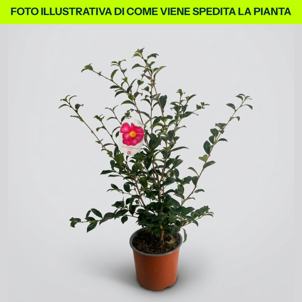 CAMELIA SASANQUA CHERYLIN IN VASO 17CM
