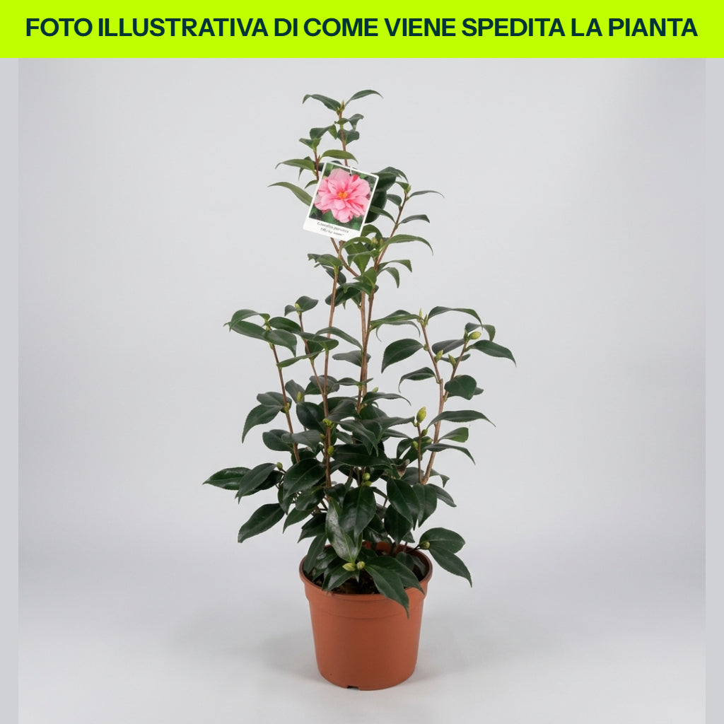 CAMELIA JAPONICA OKI NO NAMI VASO 21CM