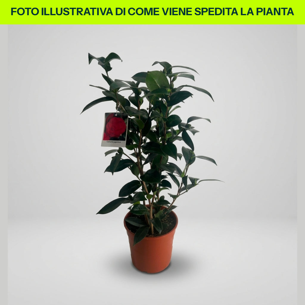 CAMELIA JAPONICA RL WHEELER VASO 21CM