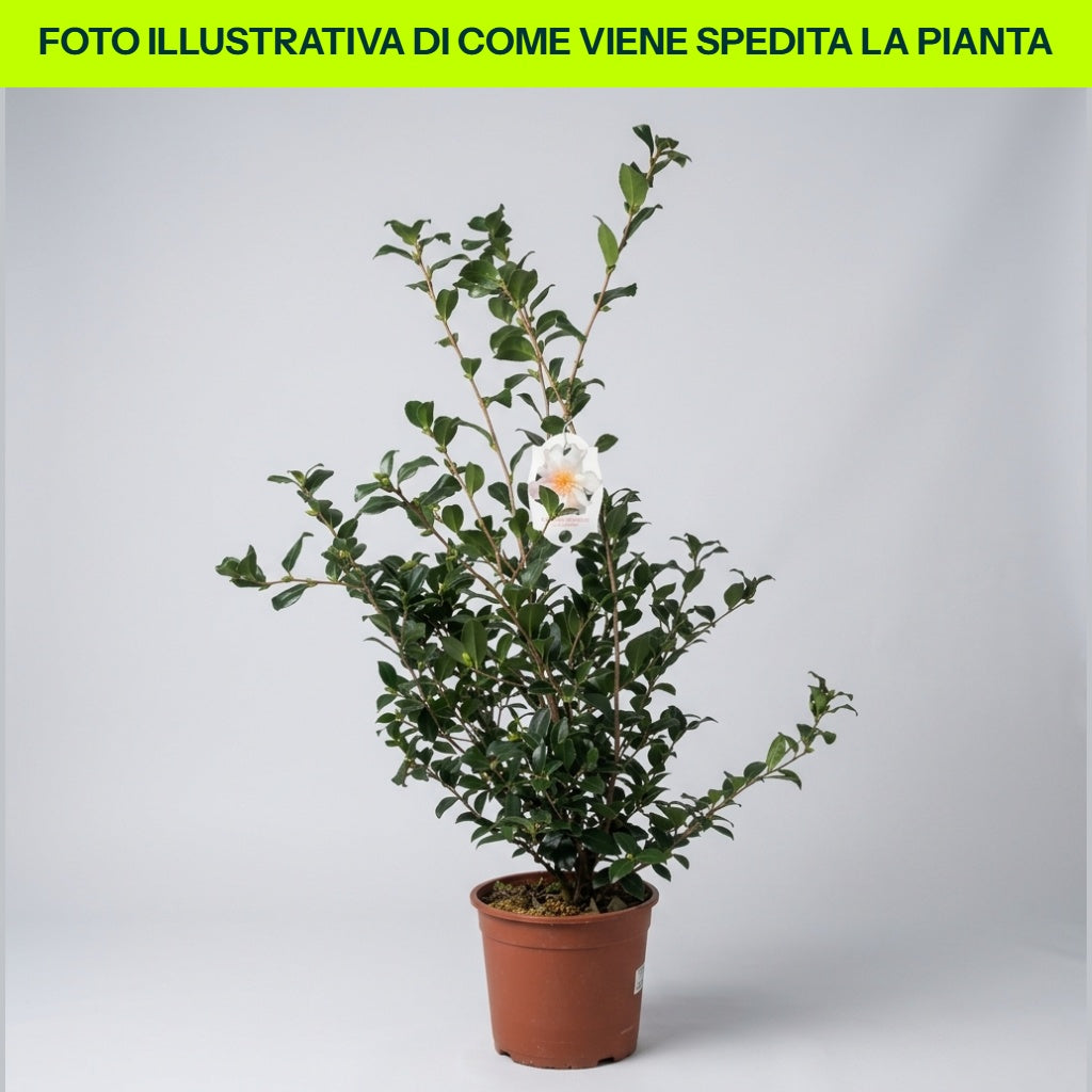 Weiße Kamelie Sasanqua im 17-cm-Topf