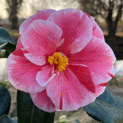 CAMELIA JAPONICA OKI NO NAMI VASO 21CM