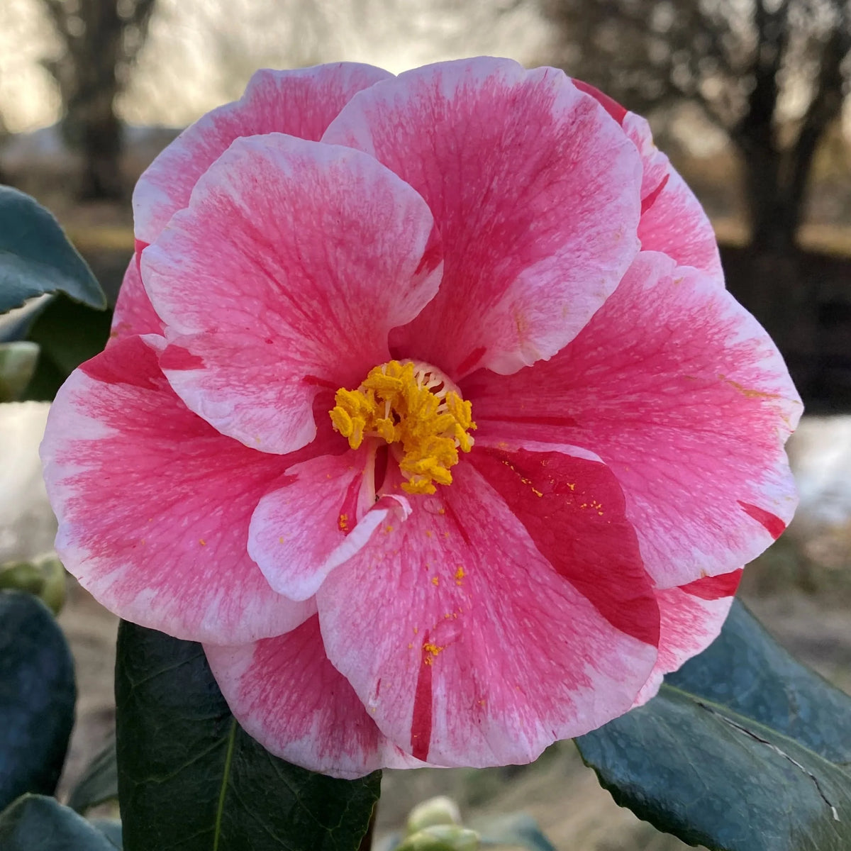 CAMELIA JAPONICA OKI NO NAMI VASO 21CM