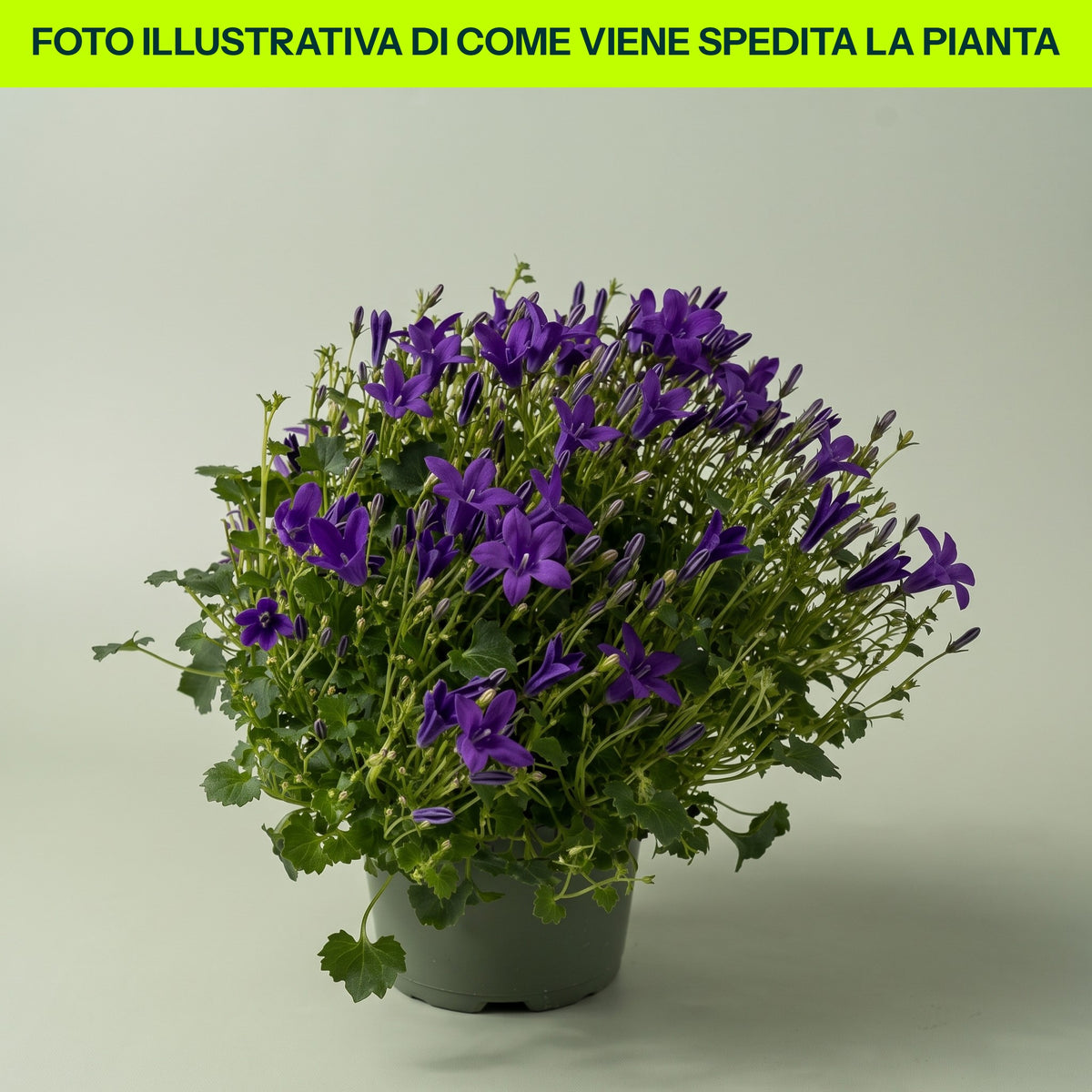 CAMPANULA GET ME BLUE VASE 10CM