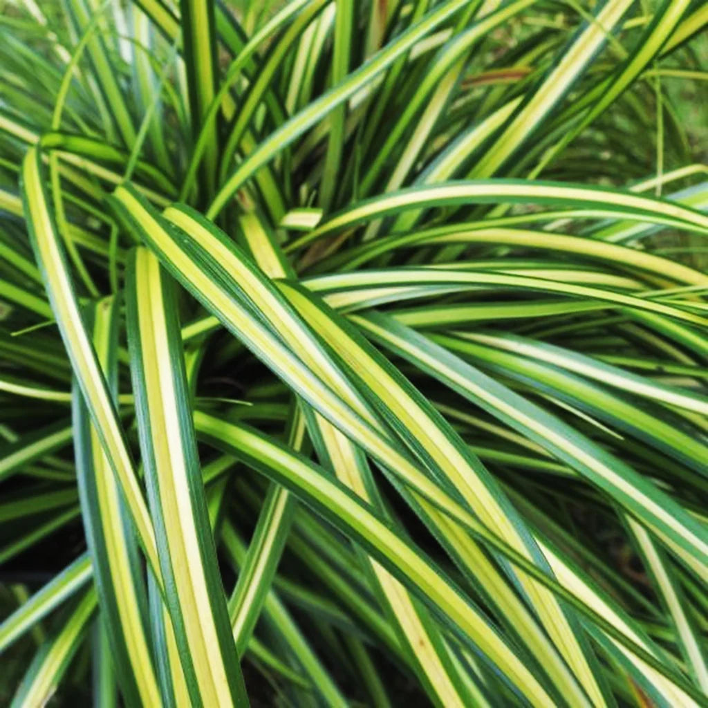 CAREX OSHIMENSIS EVERGOLD EN POT DE 17 CM