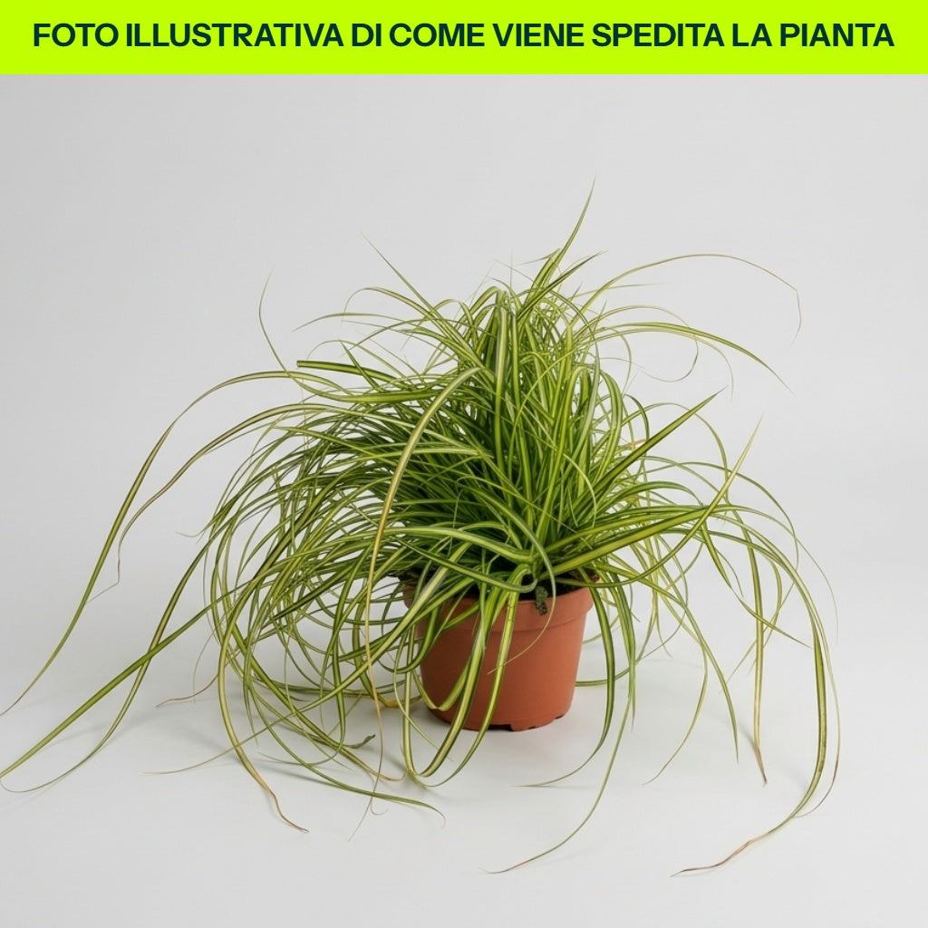 CAREX OSHIMENSIS EVERGOLD EN POT DE 17 CM