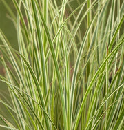 CAREX OSHIMENSIS EVERGOLD EN POT DE 17 CM
