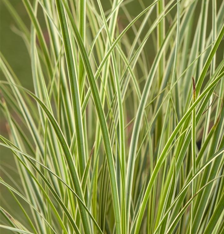 CAREX OSHIMENSIS EVERGOLD EN POT DE 17 CM