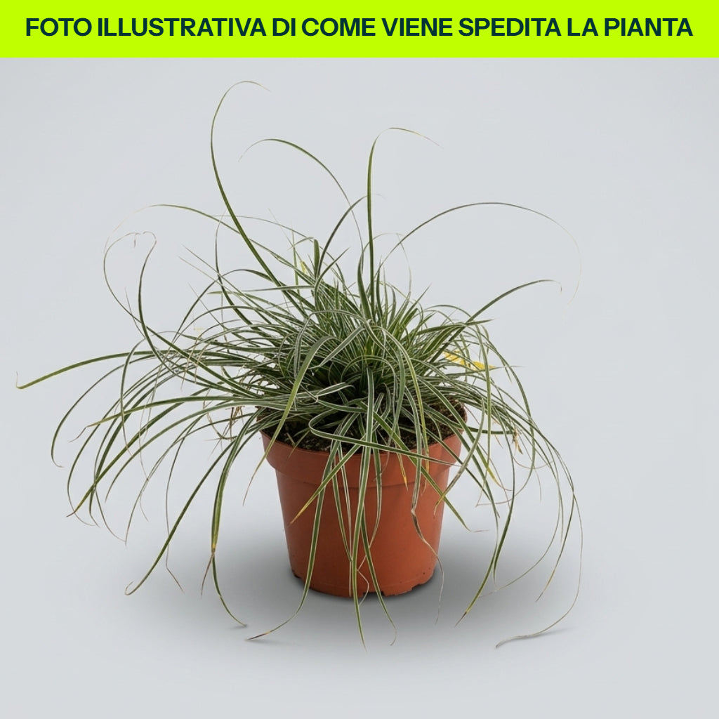 CAREX OSHIMENSIS EVERGOLD EN POT DE 17 CM