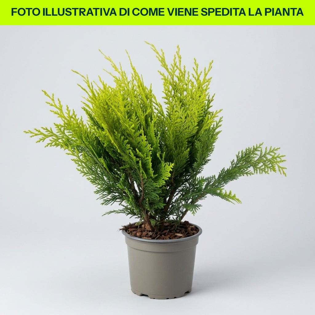 Chamaecyparis Lawsoniana Stardust in vaso da 14cm