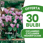 OFFERTA 30 BULBI DI CICLAMINO CYCLAMEN HEDERIFOLIUM