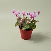 Ciclamino Hederifolium in vaso da 9cm