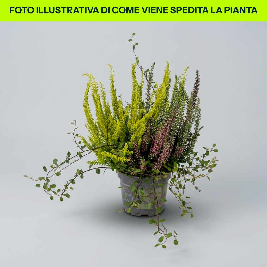 Composizione Calluna E Muehlenbeckia