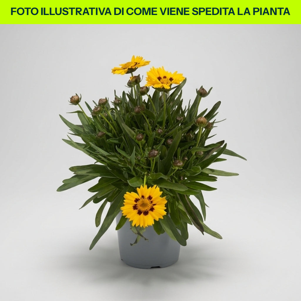COREOPSIS GRANDIFLORA UPTICK GOLD e BRONZE IN VASO 13CM