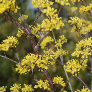 Cornus Officinalis in vaso da 18cm