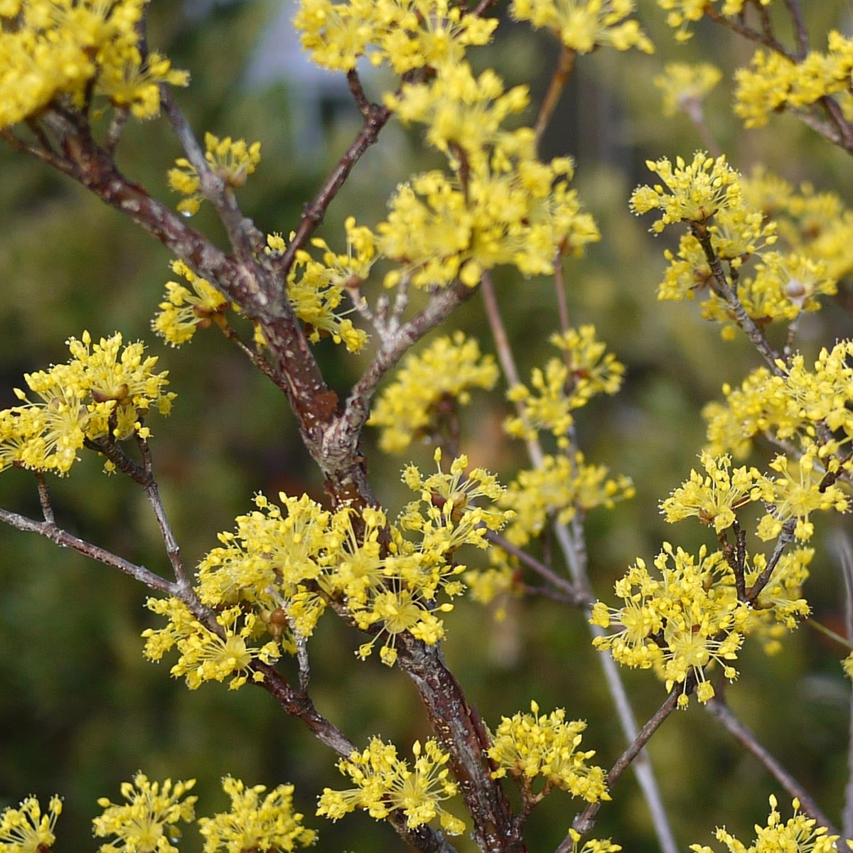 Cornus Officinalis in vaso da 18cm