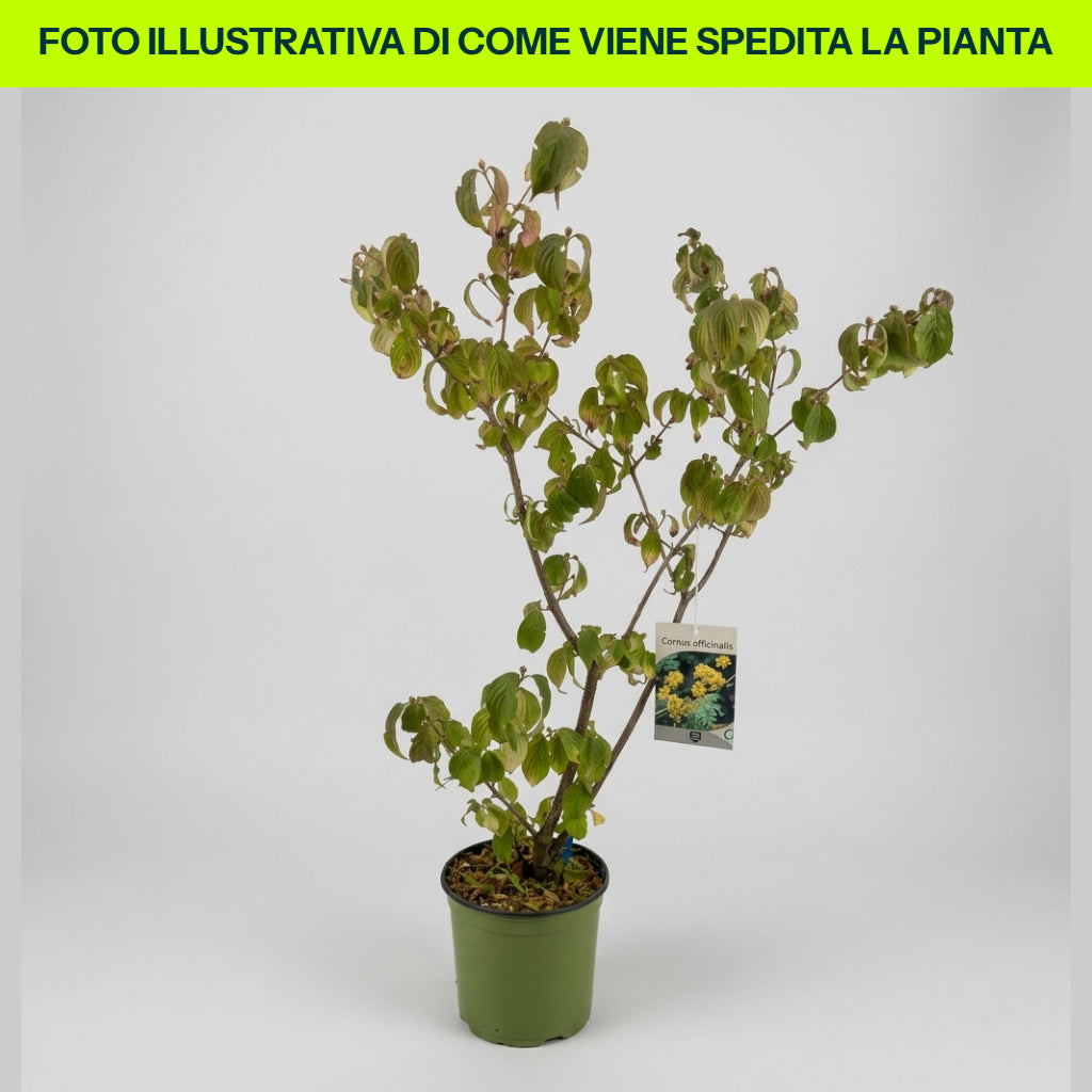 Cornus Officinalis in vaso da 18cm