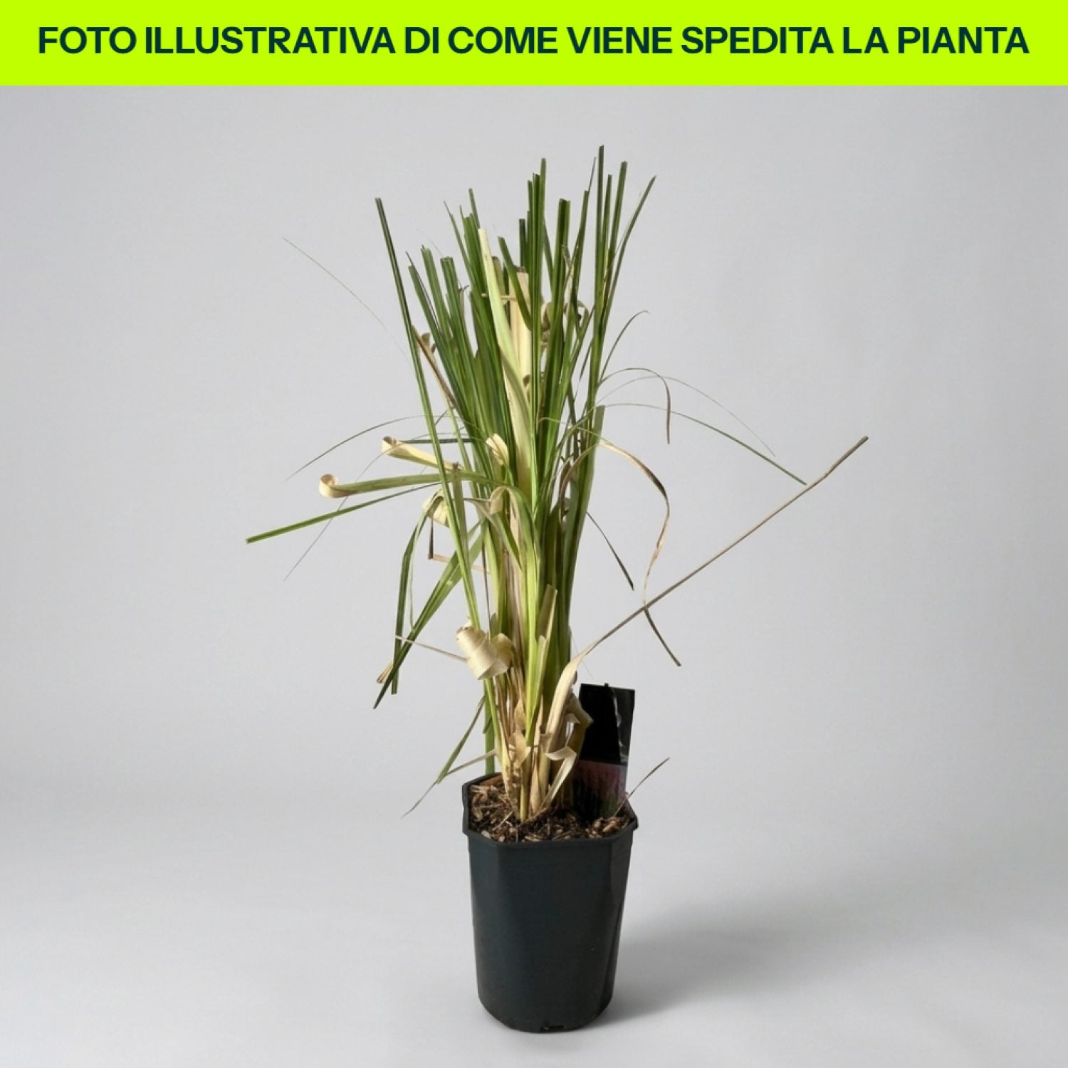 Cortaderia Selloana Rosea in vaso da 23cm