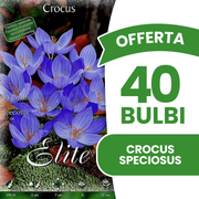 OFFERTA 40 BULBI CROCUS SPECIOSUS