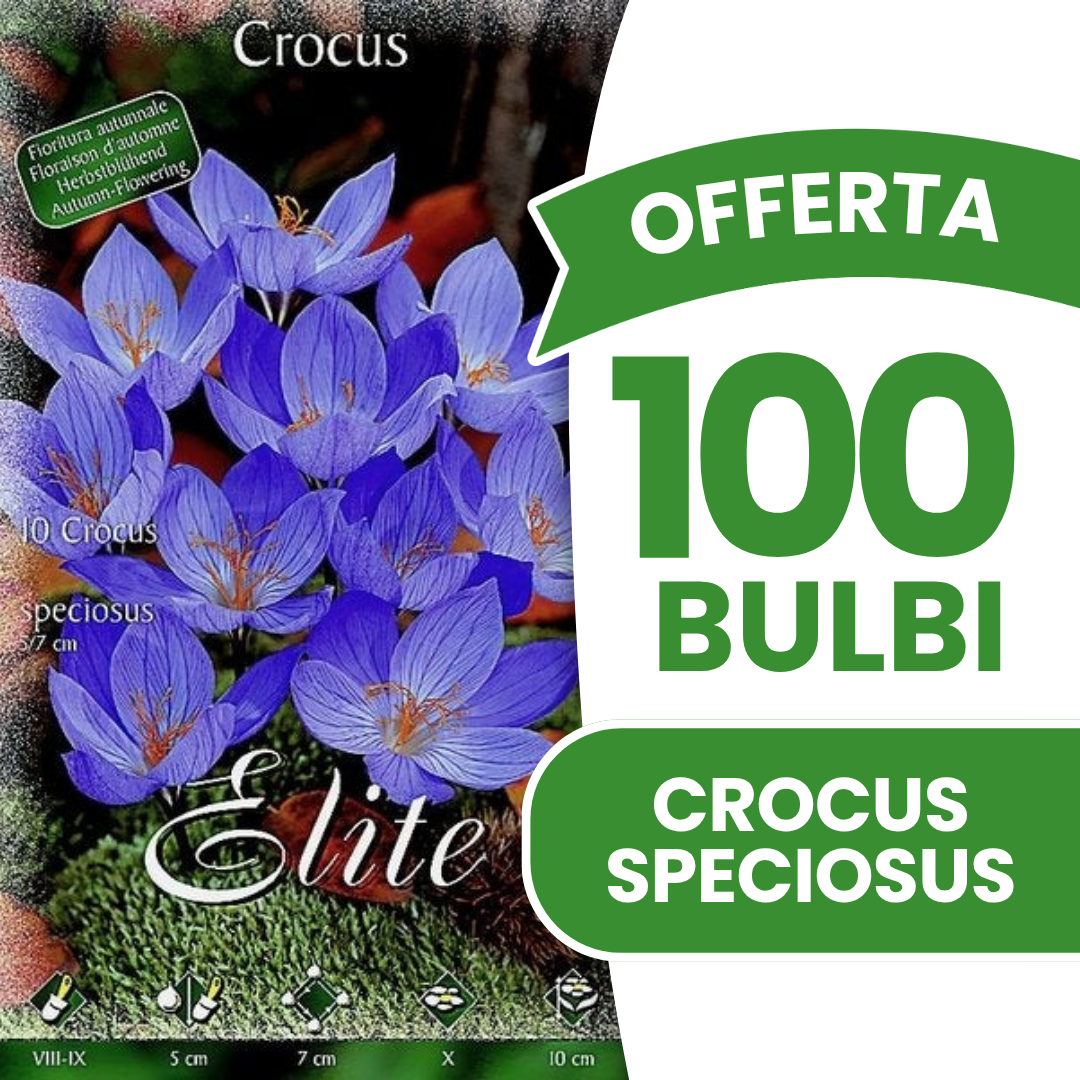 OFFERTA 100 BULBI DI CROCUS SPECIOSUS