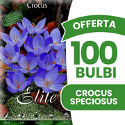 OFFERTA 100 BULBI DI CROCUS SPECIOSUS