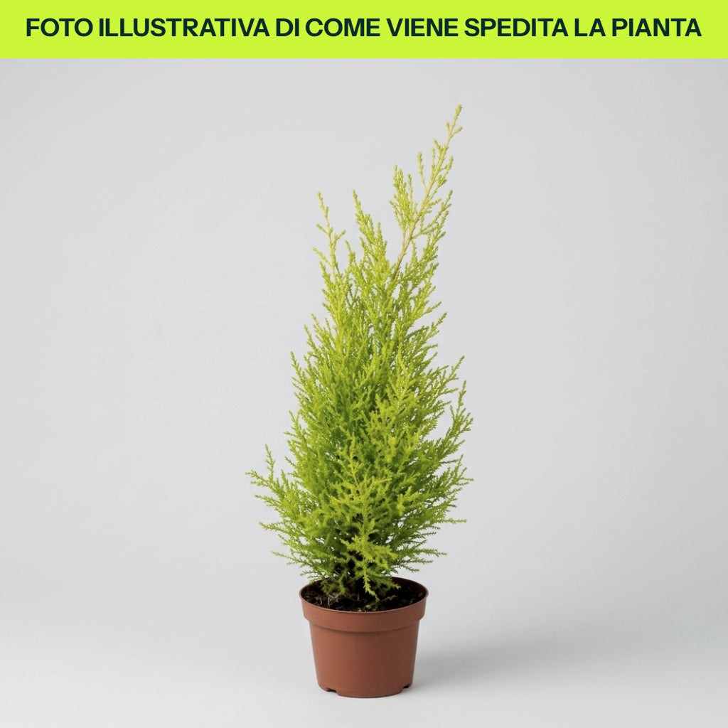 CUPRESSUS WILMA IN VASO DA 12CM