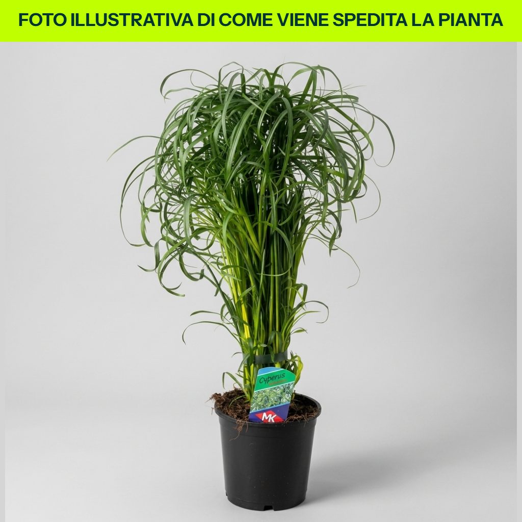 Cyperus Alternifolius dettaglio pianta in vaso da 14 cm