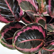 Calathea Dottie in Vaso da 12cm