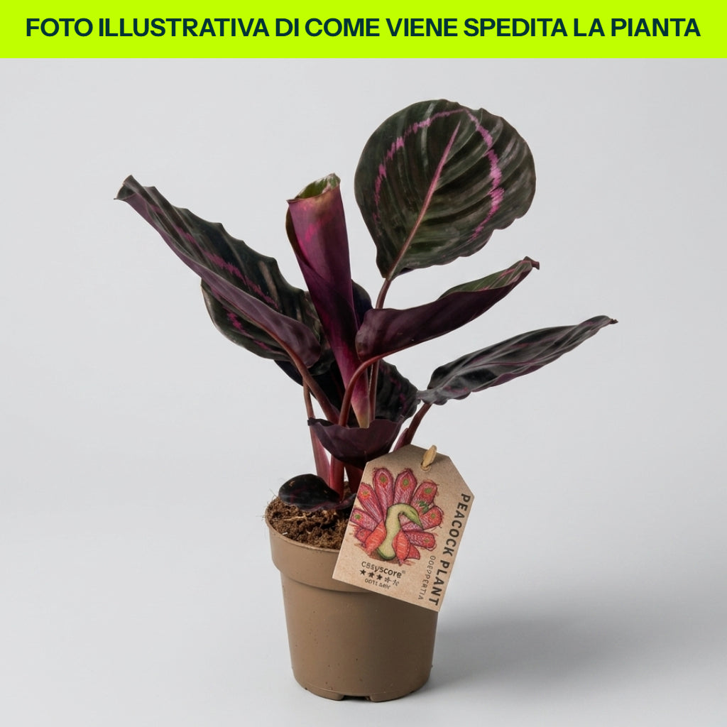 Calathea Dottie in Vaso da 12cm