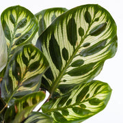 Guzmania Yeltix im 12-cm-Topf