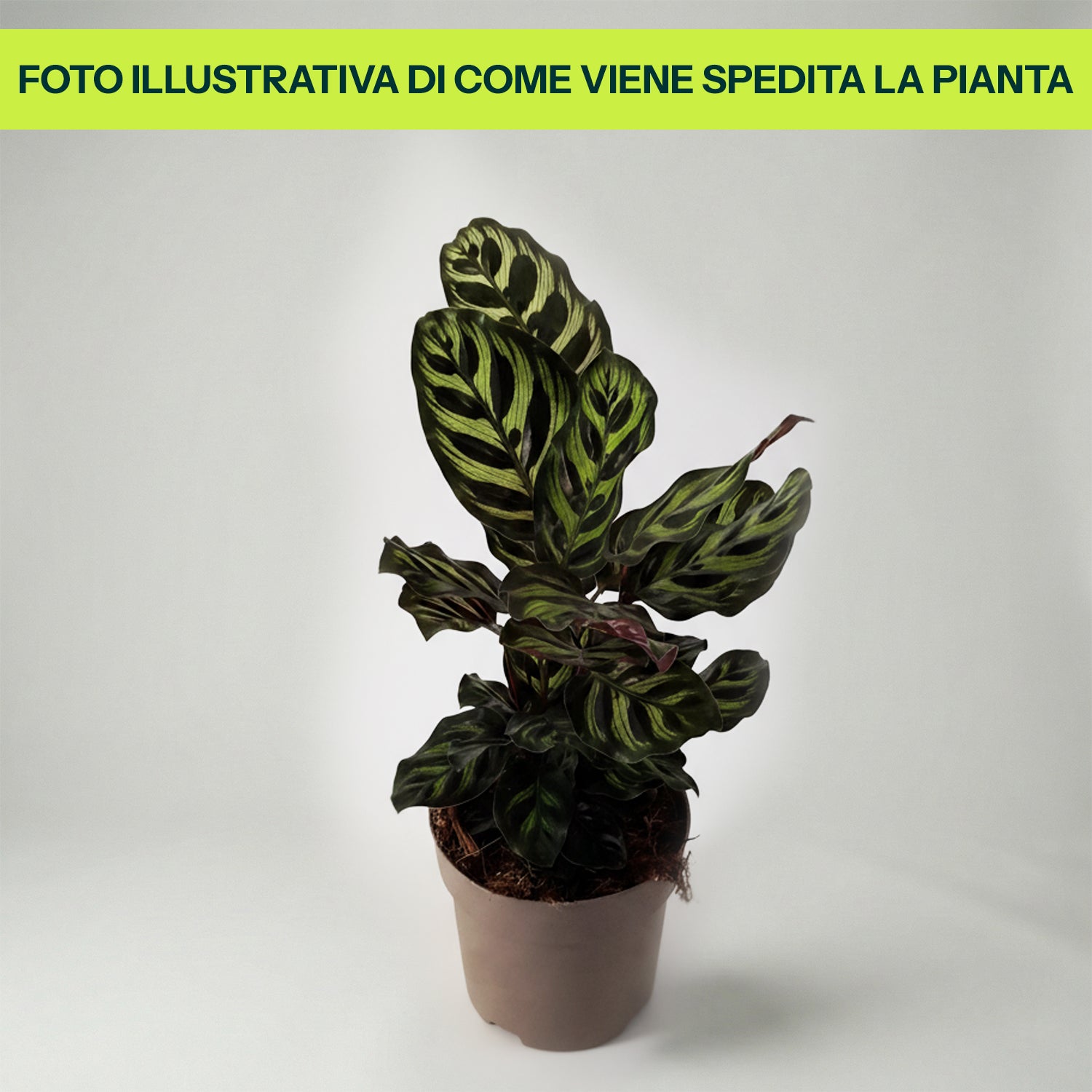Guzmania Yeltix im 12-cm-Topf