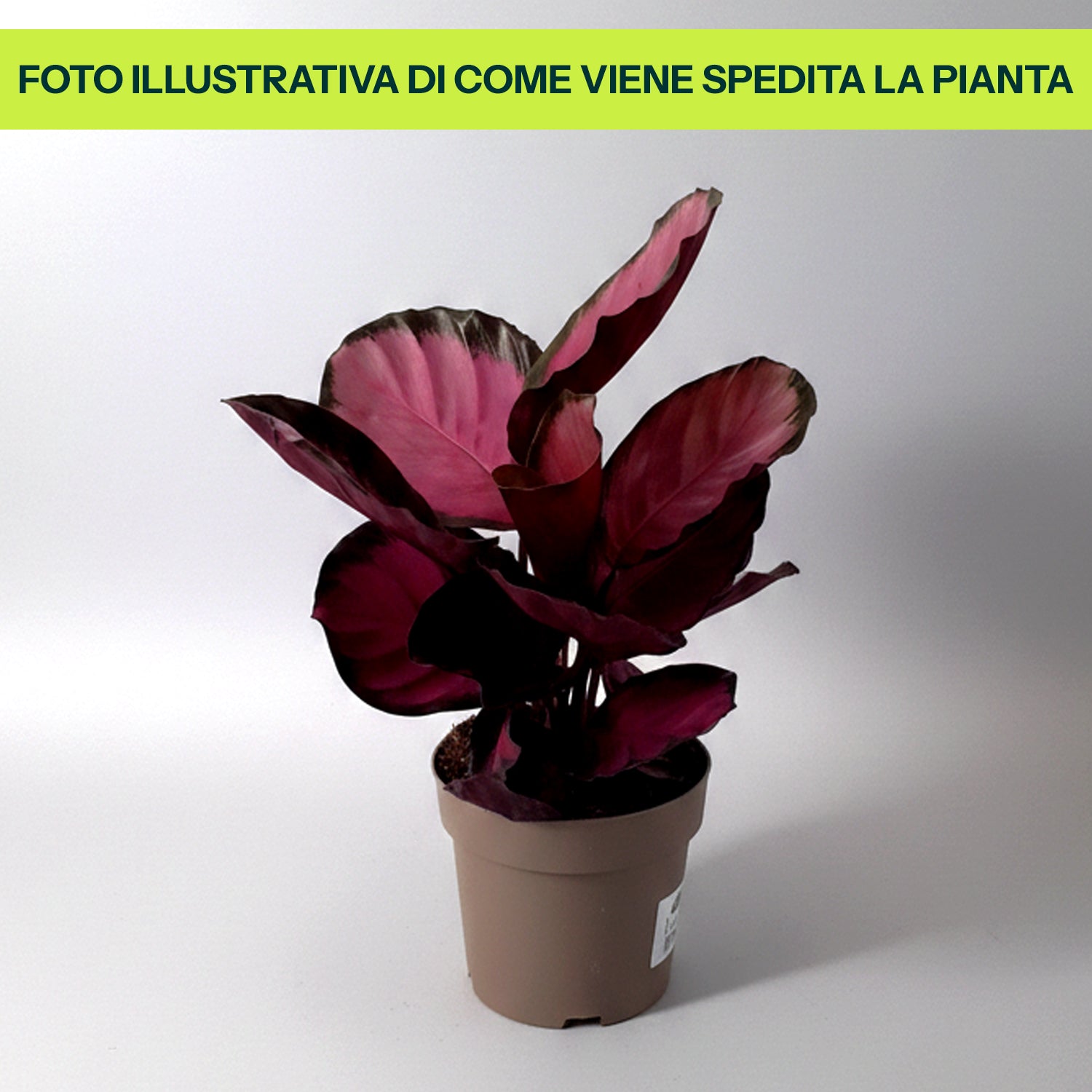 Guzmania Yeltix im 12-cm-Topf