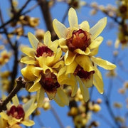 Guzmania Yeltix en pot de 12 cm