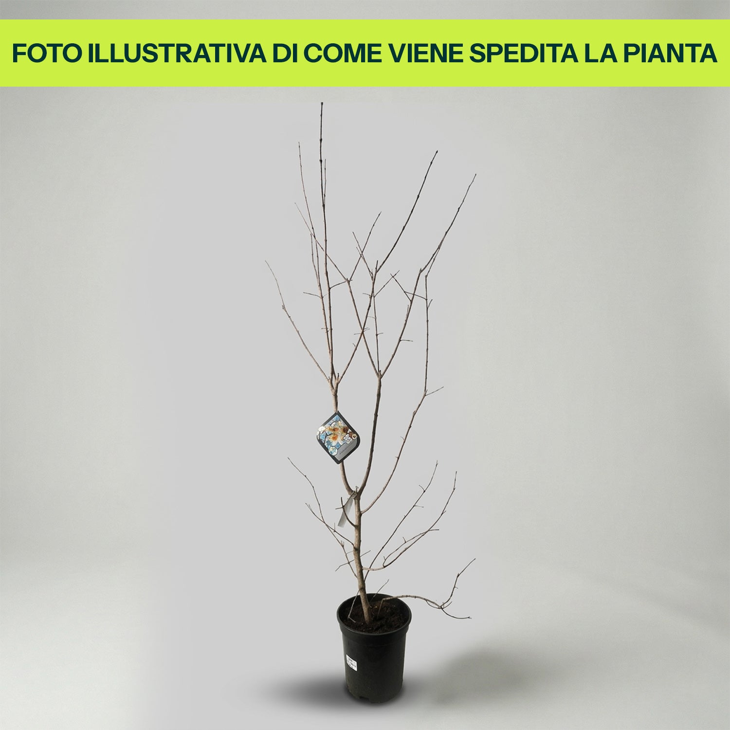 Guzmania Yeltix en pot de 12 cm