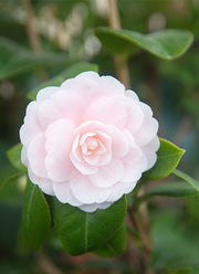 CAMELIA 21CM