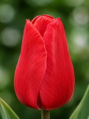 Bulbi di Tulipano Single Early Christmas Carol (CONFEZIONE DA 7 BULBI)