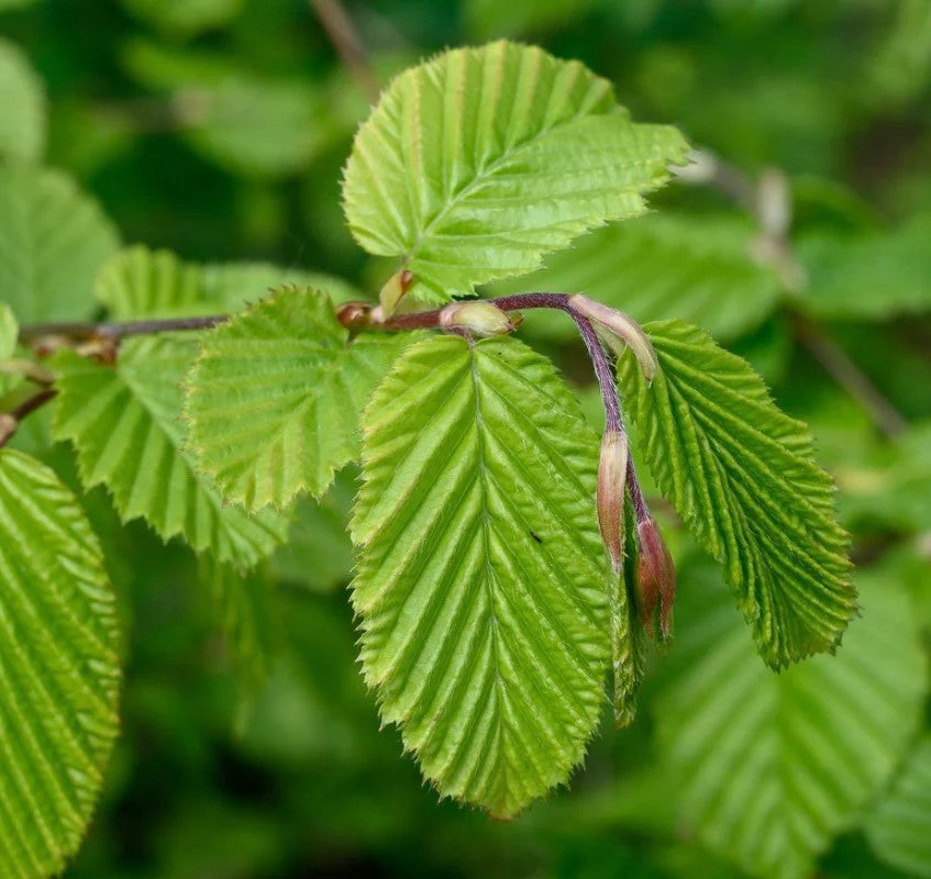 Carpinus Betulus in Vaso da 19cm