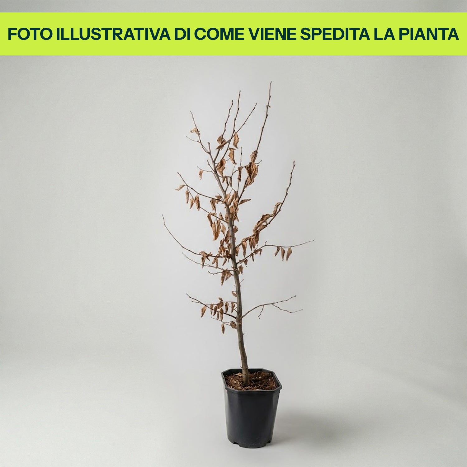 Carpinus Betulus in Vaso da 19cm