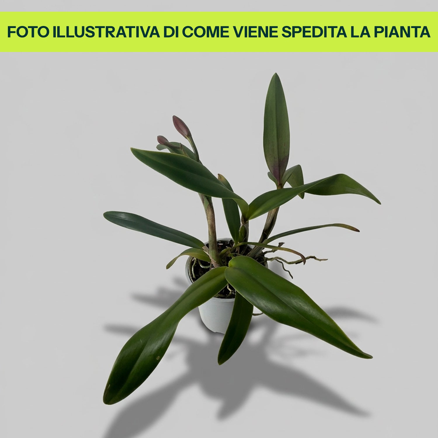 Guzmania Yeltix im 12-cm-Topf