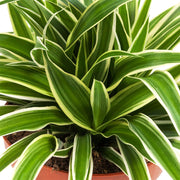 Chlorophytum Ocean in Kokodama in Vaso da 12cm